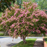 Sioux Crape Myrtle