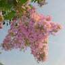 Sioux Crape Myrtle