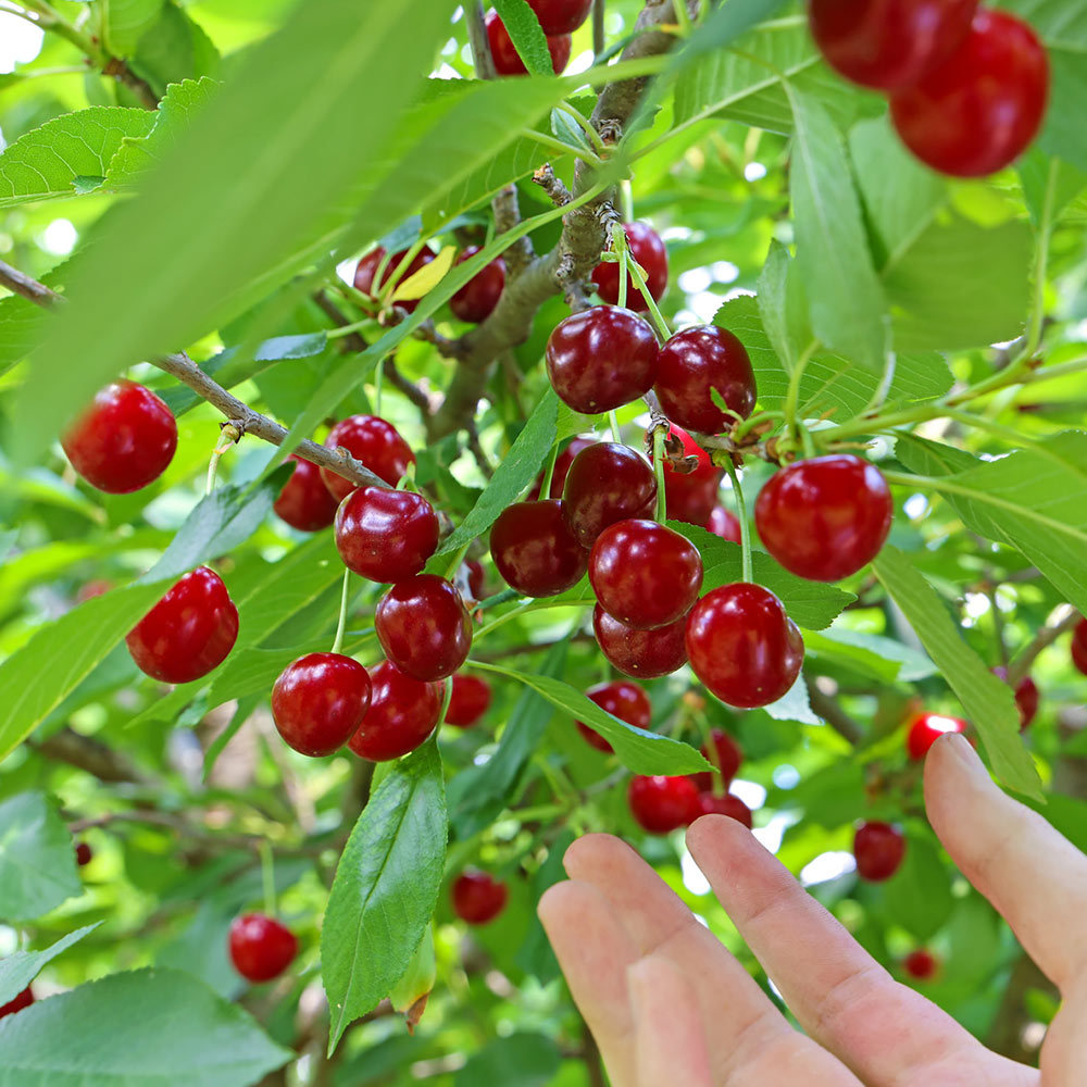 Cherry Trees: Pick Sweet Cherries Straight from the Branch - Roots Plants