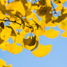 Sky Tower Ginkgo Tree