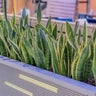 Black Gold Snake Plant