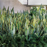 Black Gold Snake Plant