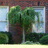 Snow Fountains¬Æ Weeping Flowering Cherry Tree