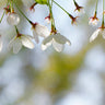 Snow Fountains¬Æ Weeping Flowering Cherry Tree