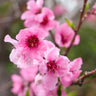 Snow Queen Nectarine Tree