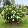 Snowball Bush