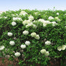 Snowball Bush