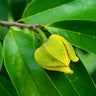 Soursop 'Guanabana' Tree