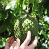 Soursop 'Guanabana' Tree