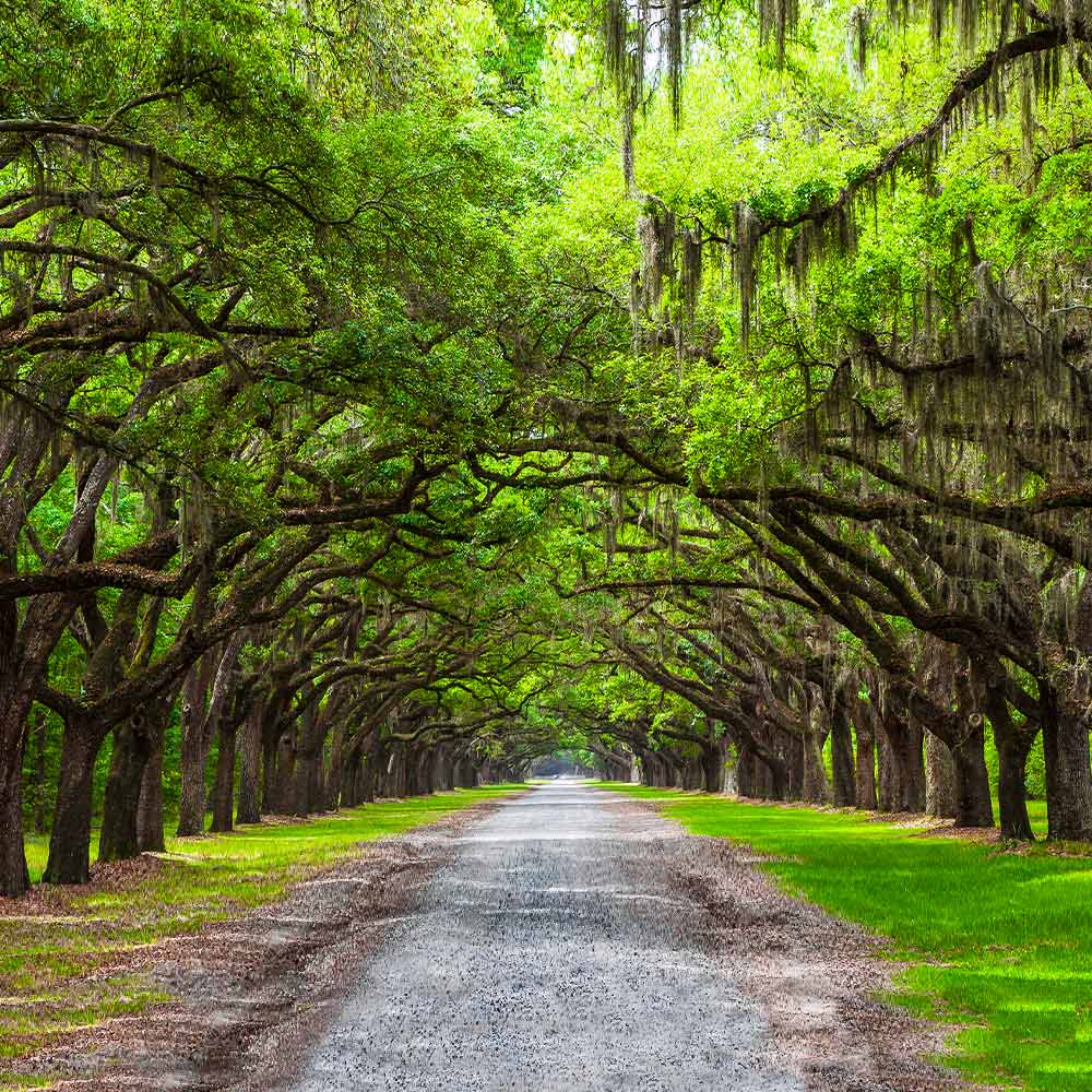 Live Oak Trees for Sale