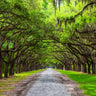 Live Oak Tree