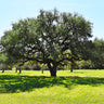 Live Oak Tree