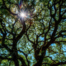 Live Oak Tree Arizona