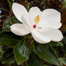 Southern Magnolia