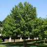 Southern Red Oak Tree