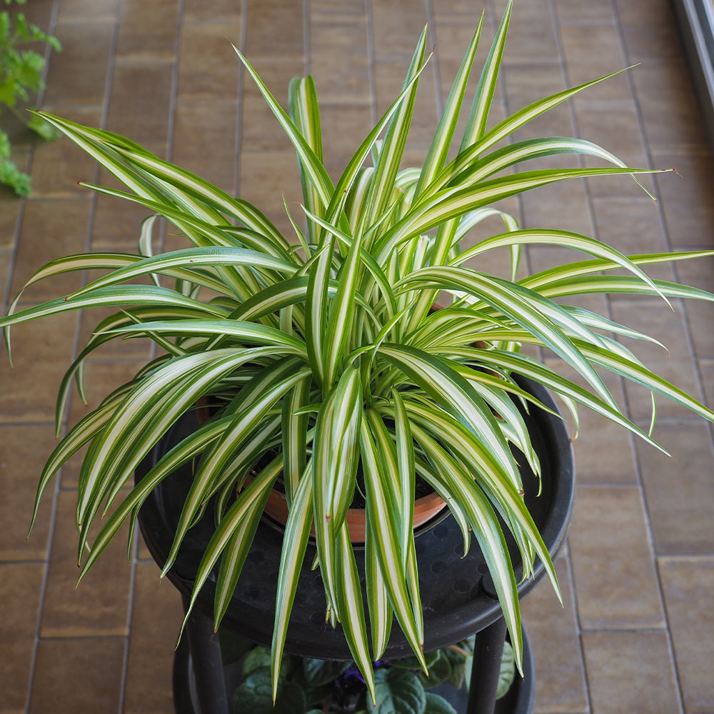  Spider Plant Indoor