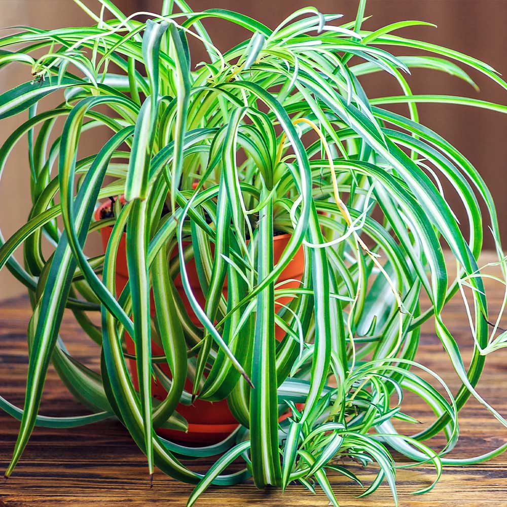 7 Spider Plant Benefits And Why Your Home Needs One