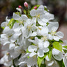 Spring Snow Flowering Crabapple Tree