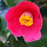 Spring's Promise Camellia Shrub