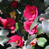 Spring's Promise Camellia Shrub