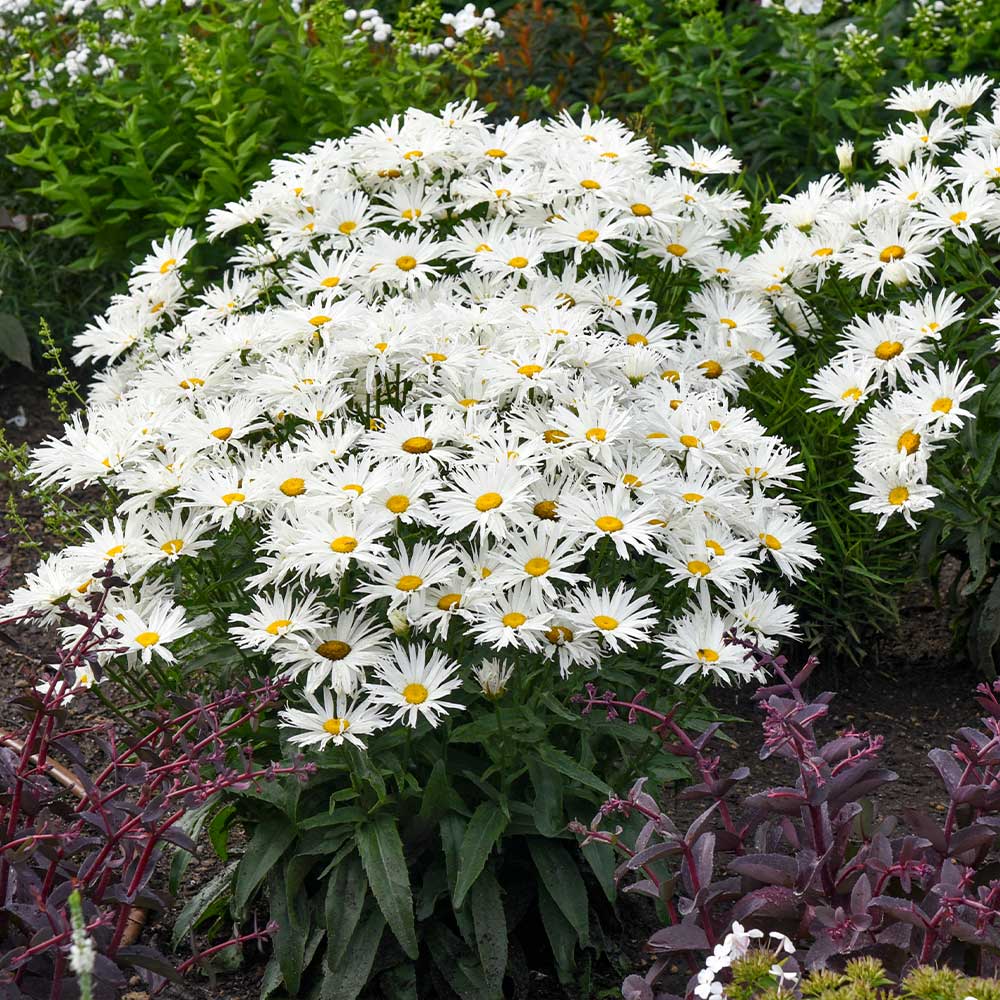 Shasta Daisy – Mary's Heirloom Seeds