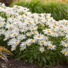 Amazing Daisies® ‘Spun Silk’ Shasta Daisy