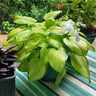 Stained Glass Hosta Plant