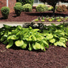 Stained Glass Hosta Plant