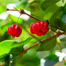 Star Cherry (Pitanga) Tree