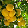 Star Ruby Grapefruit Tree