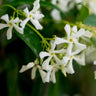 Star Jasmine Arizona