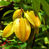 Starfruit 'Carambola' Tree