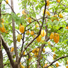 Starfruit 'Carambola' Tree