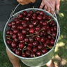 Stella Cherry Tree