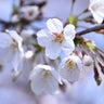 Romeo and Juliet™ Cherry Trees