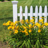 Stella D'Oro Daylily Plant