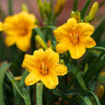 Stella D'Oro Daylily Plant