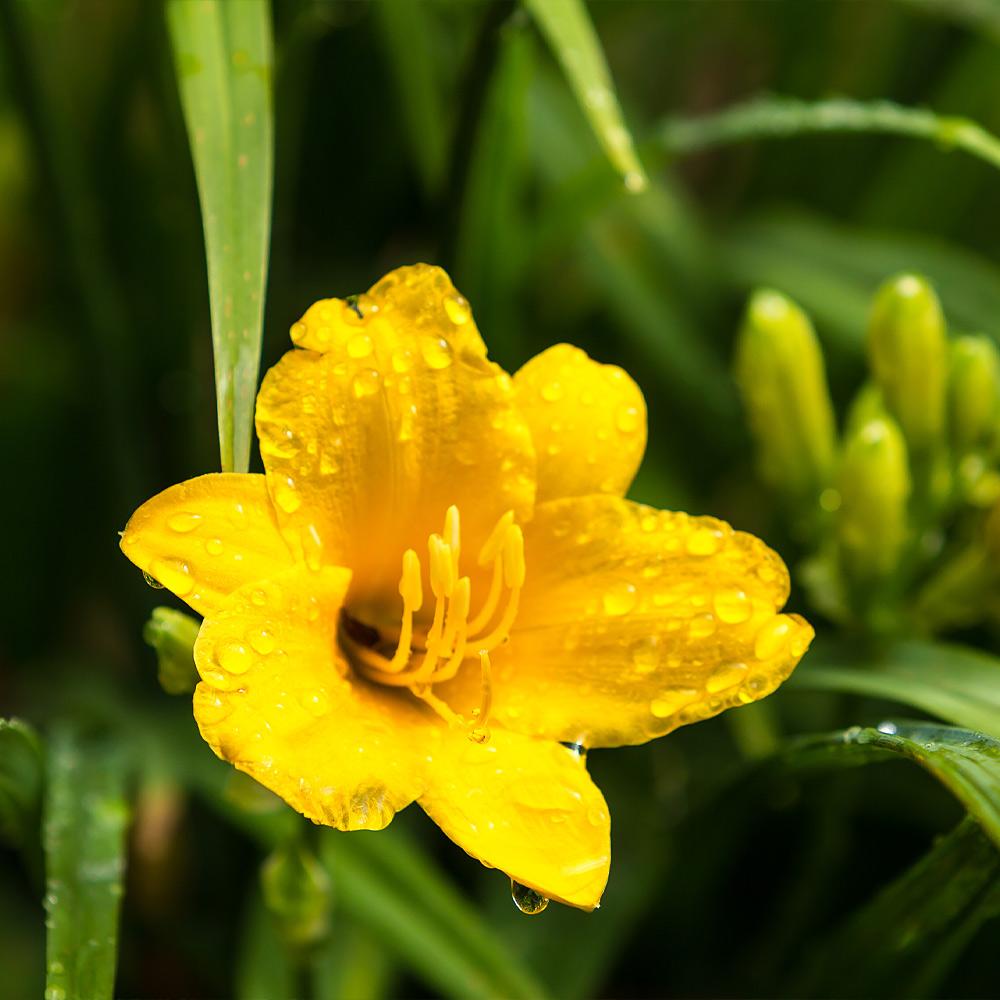 stella d oro daylily