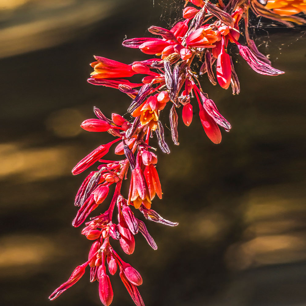 Dwarf Red Yucca Stoplights