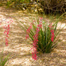 Dwarf Red Yucca Stoplights