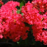 Strawberry Dazzle® Dwarf Crape Myrtle