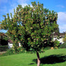 Strawberry Tree