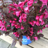 Stunner®  Weigela