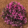 Stunner®  Weigela