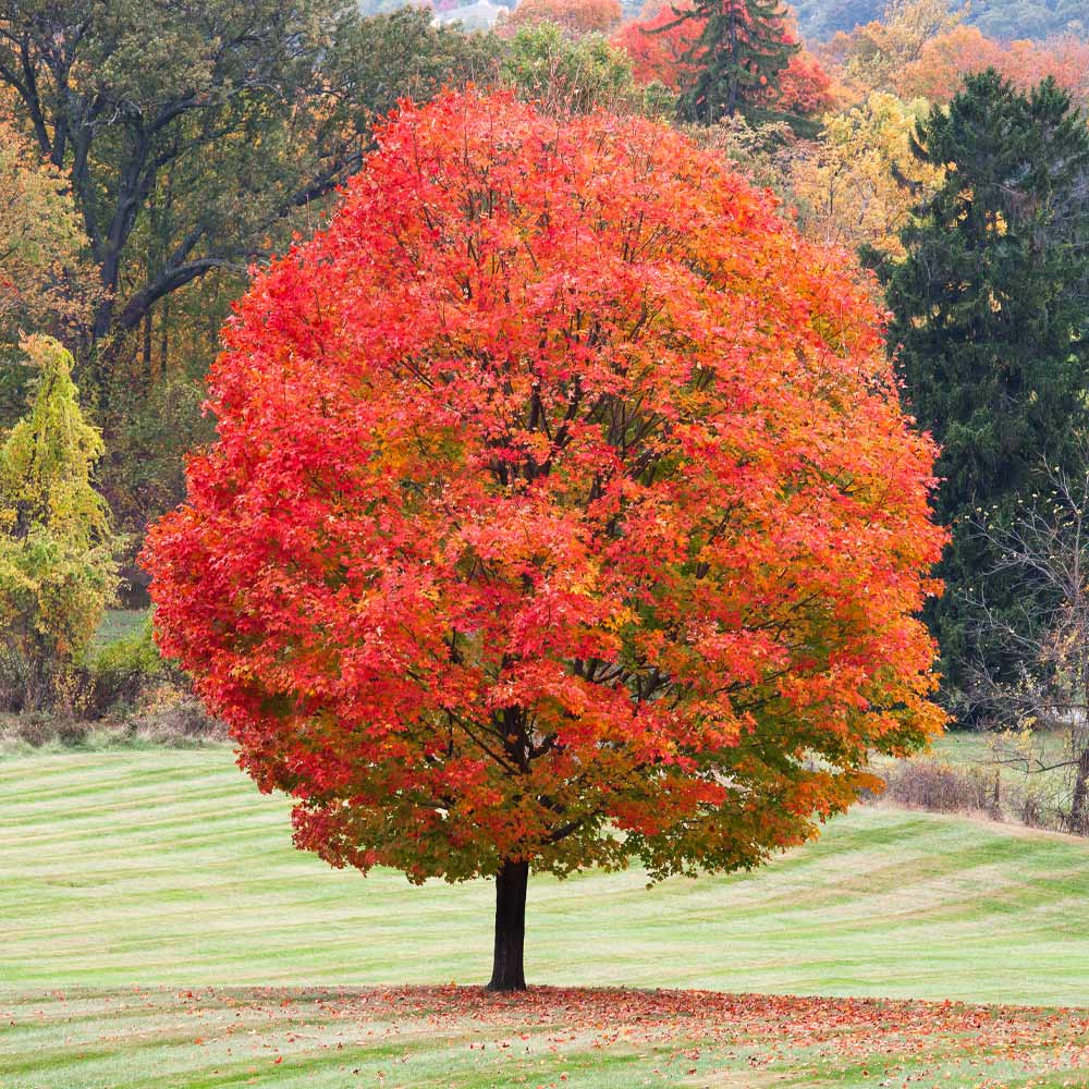 type of maple trees in ny state