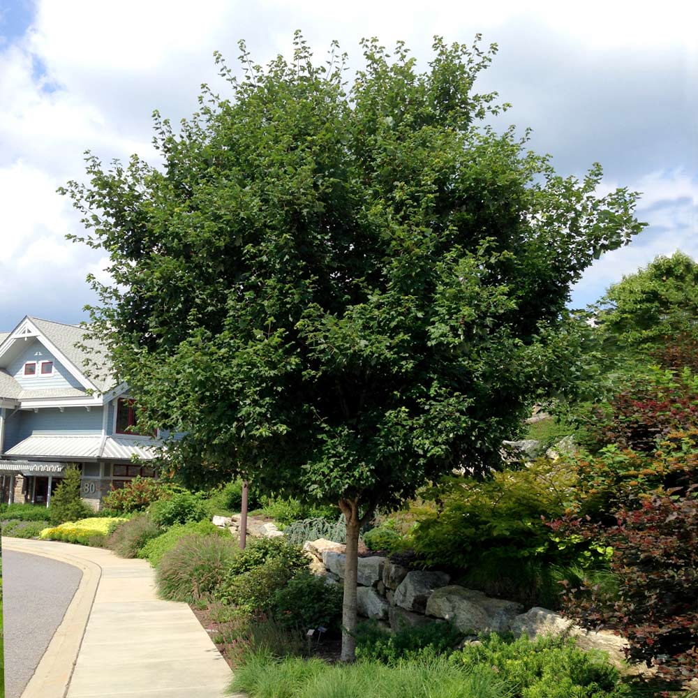 buying sugar maple trees