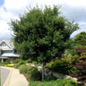 Sugar Maple Tree