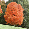 Sugar Maple Tree