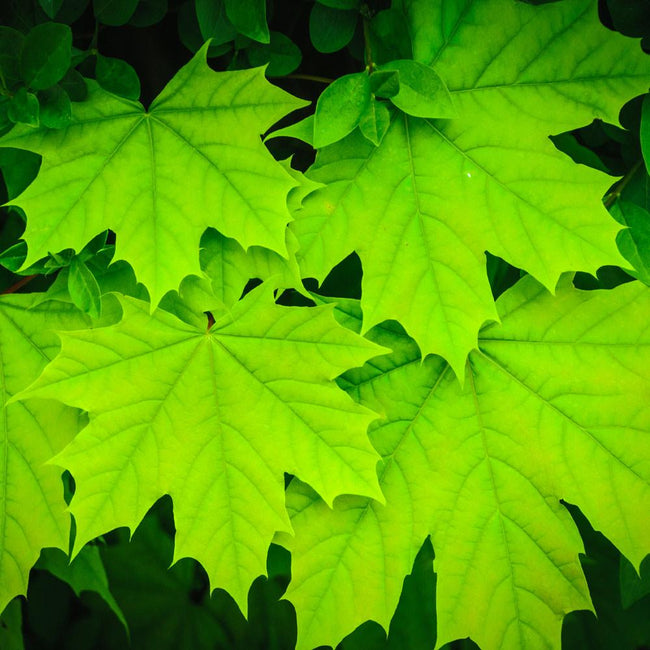 sugar maple leaf edible