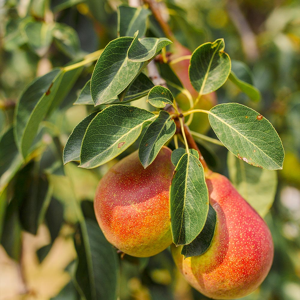 Summercrisp Pear